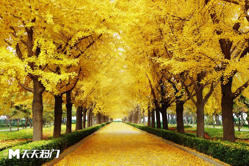 移图 GT-3337