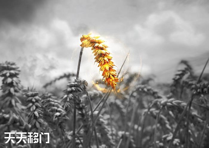 移图 D-481