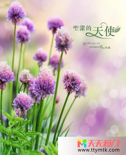 叶子紫色花文字移图 天使玻璃移门强化CFL-1288