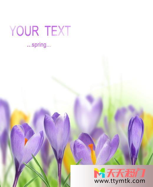 紫色花叶子英文移图 your text磨砂玻璃移门衣柜CFL-1217