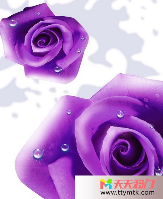 水珠紫色玫瑰爱情移图 出水玫瑰JXB-016