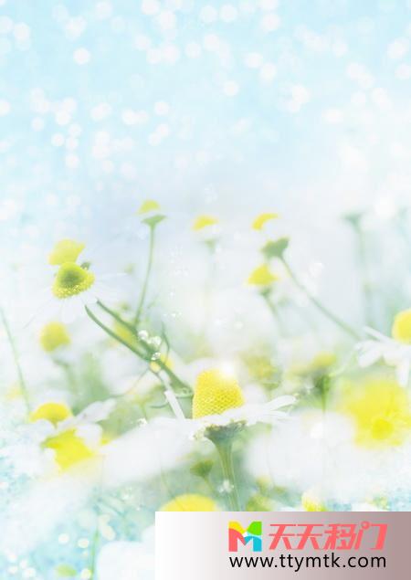写真照片朦胧移图 清幽写真罗兰家居移门图Y-2667幽雅花开
