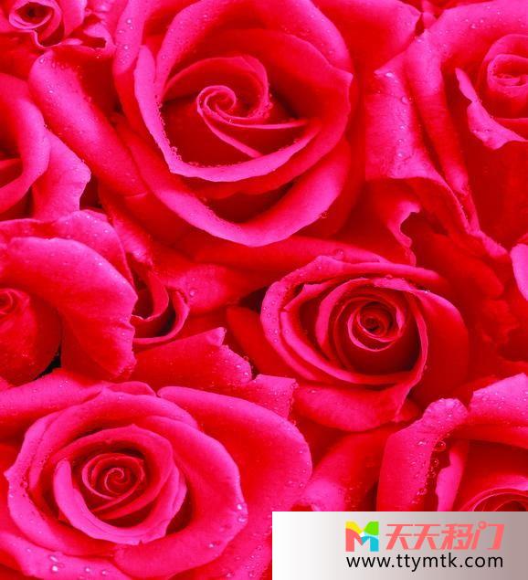 玫瑰花绚烂红色玫瑰情缘移图 玫瑰玫瑰你最美BJ-028玫瑰情缘
