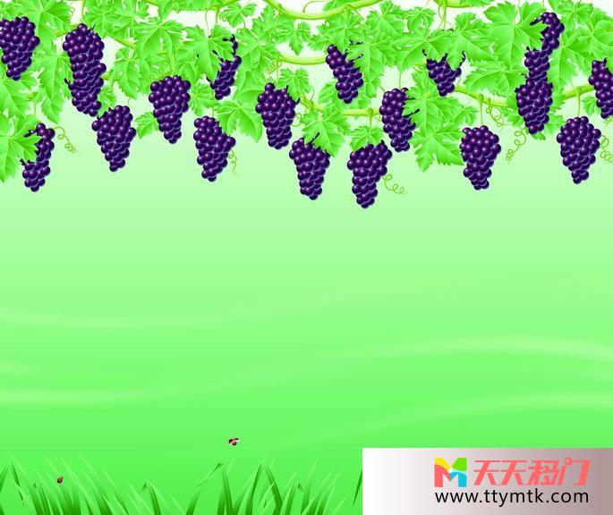 紫色葡萄藤蔓移图 紫色葡萄K-0887葡萄成熟时