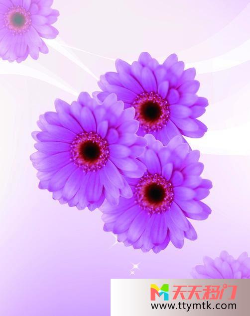 紫色菊花淡雅移图 紫色菊花无框玻璃移门K-0496菊