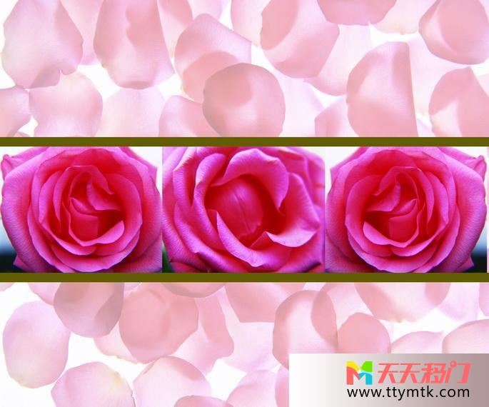 玫瑰隔断线玫瑰花瓣移图 三朵玫瑰索亚衣柜玻璃移门图片10-1188