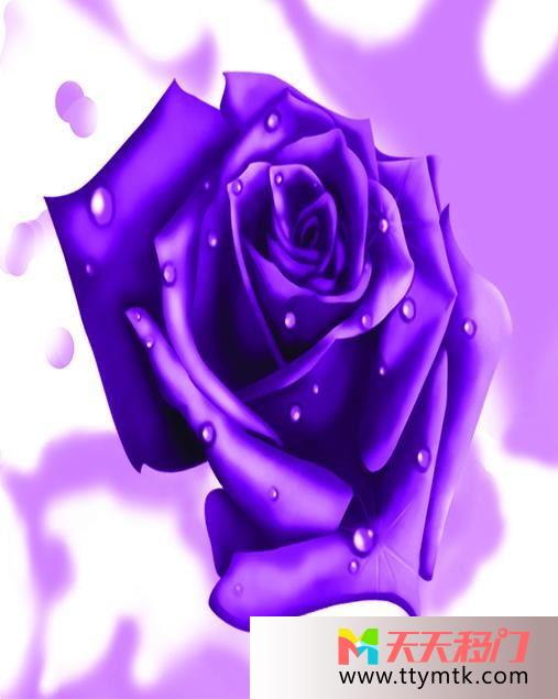 玫瑰花紫色背景简约移图 紫玫瑰10A-117