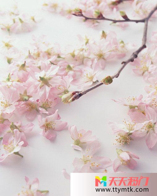 桃花树枝白板移图 照片桃花10-1122