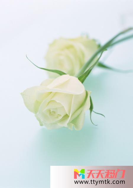 白色玫瑰洁白移图 白色玫瑰花txk336